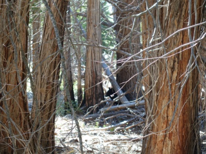 Our second bear sighting for the day. Unfortunately out of focus because of the treees in the way. But he was less than 20 feet from us eating out of a log and scratching himself contentedly.
